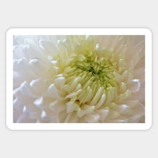 Full Frame Chrysanthemum Sticker